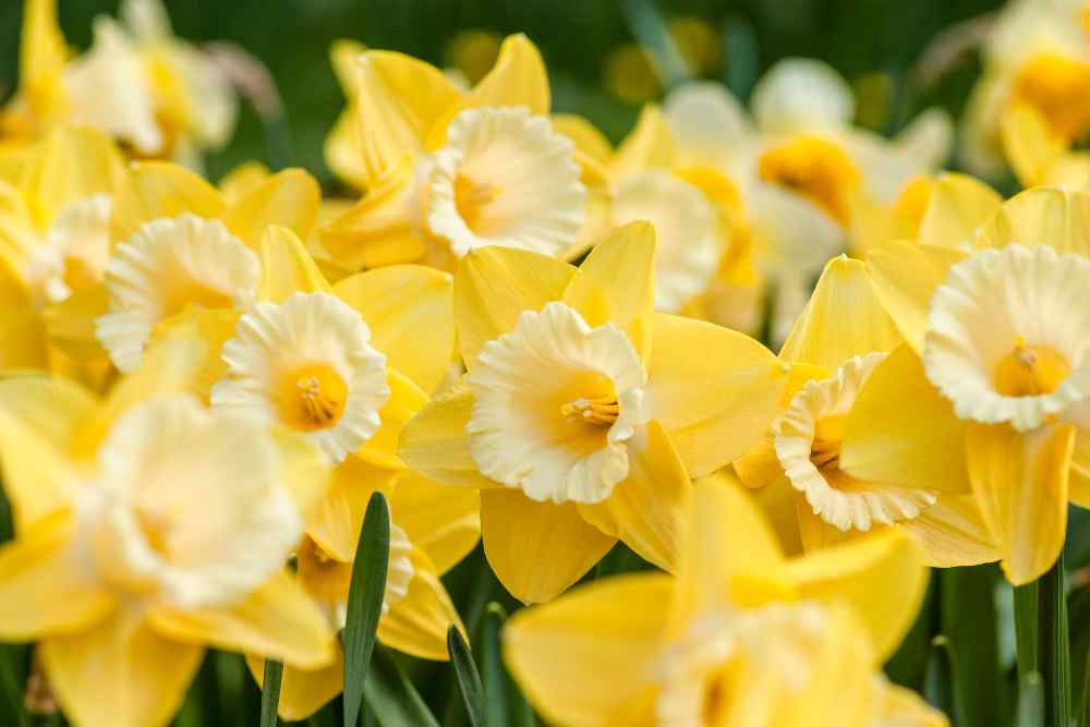 Jonquilles vs. Narcisses