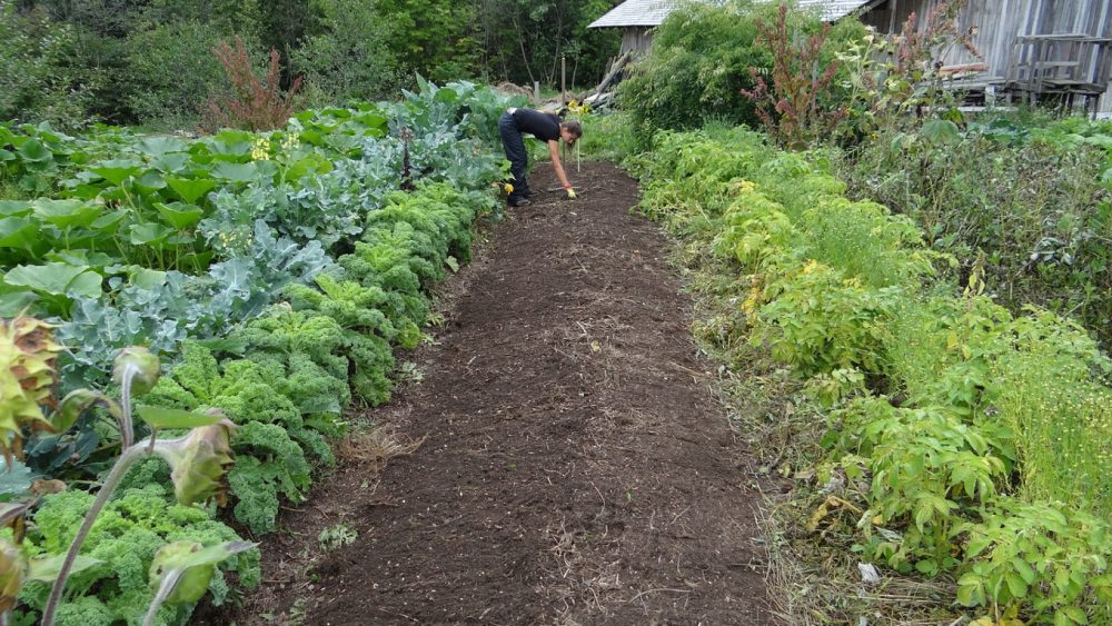 Un blog vous aide à devenir un excellent jardinier