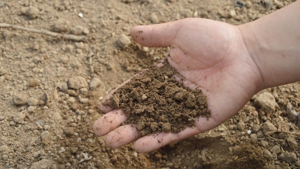 3 bonnes raisons d'utiliser l'engrais naturel pour votre jardin